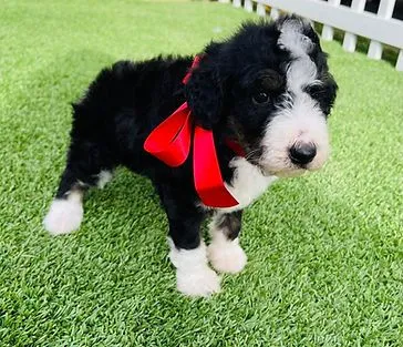 Best Dog Breeder Near Me
