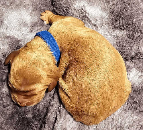 bernedoodles and goldendoodles for sale