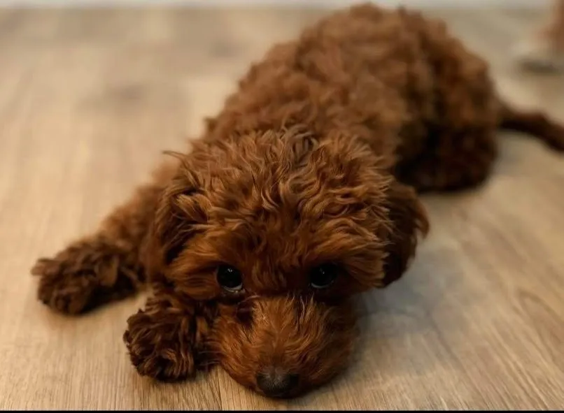Cute Puppies for Sale in Florida