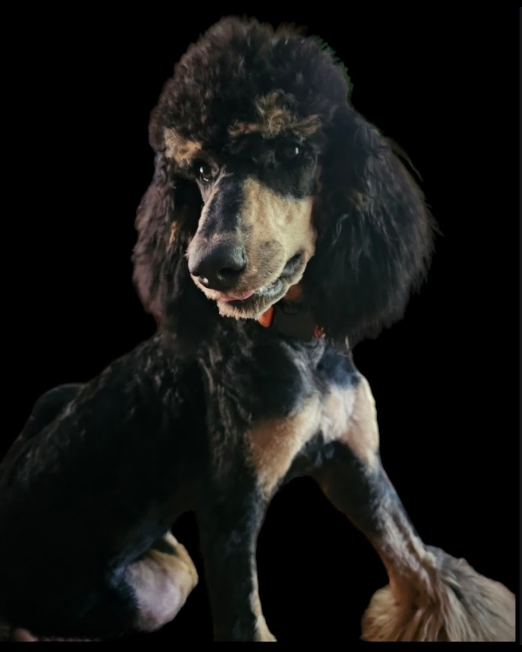 Pipa