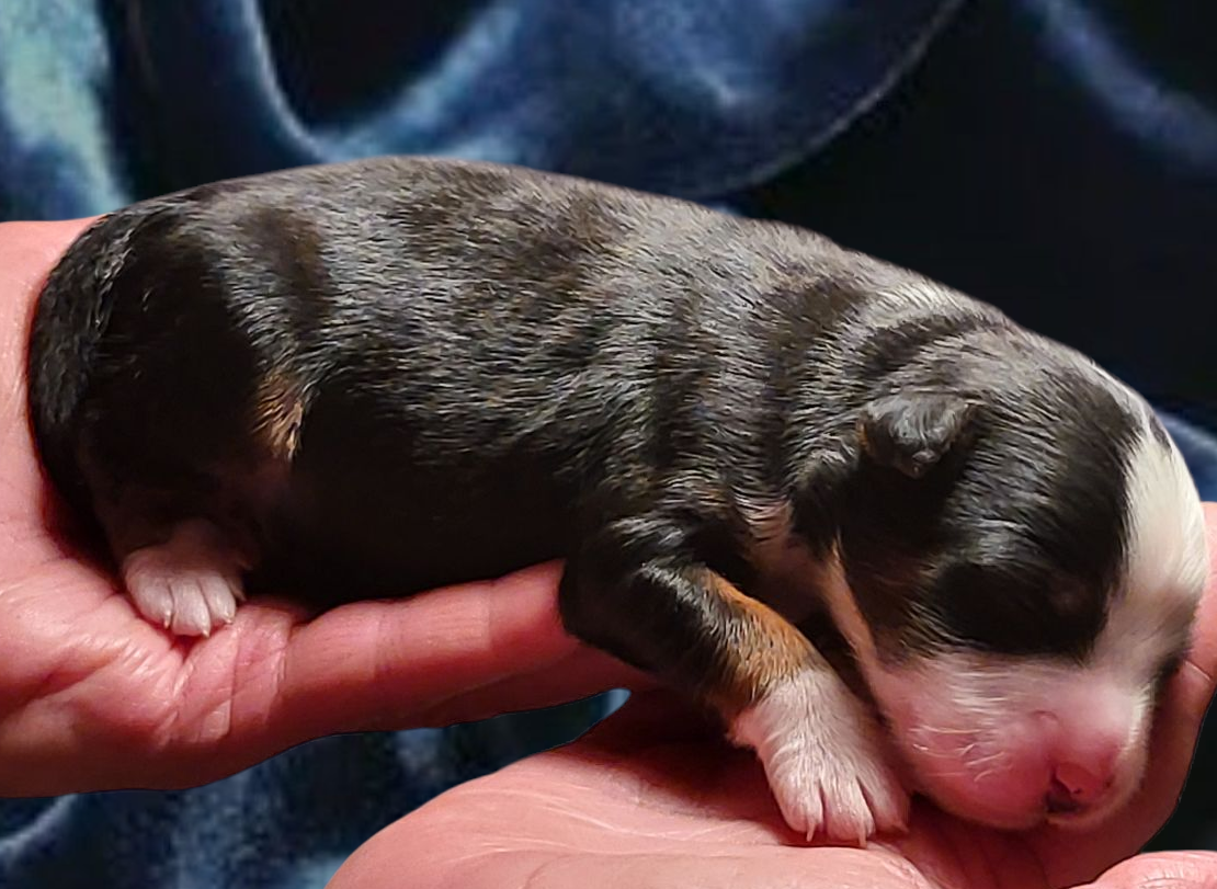 Doodle Puppies for sale
