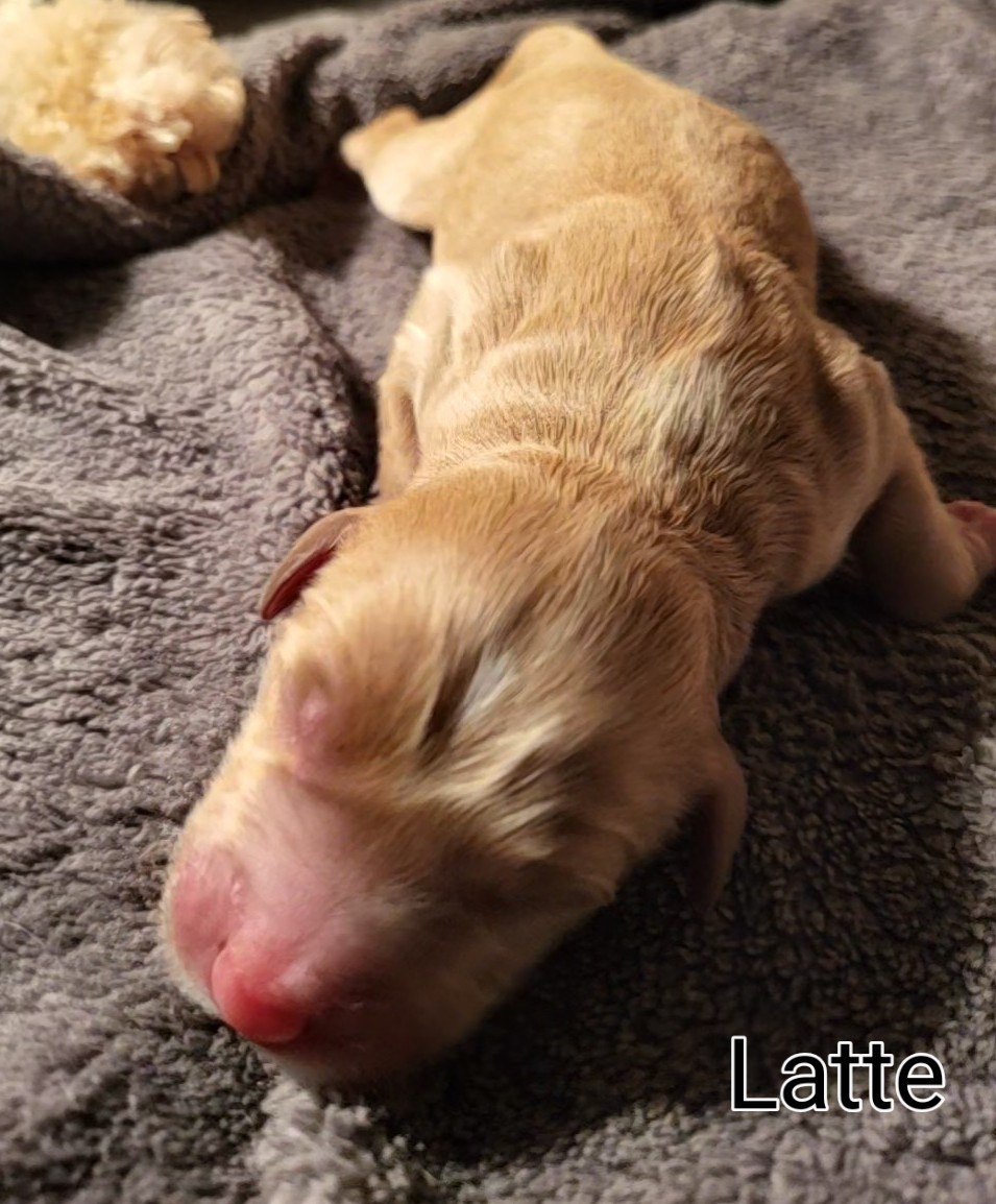 Karis and Stevie had 6 precious puppies on May 20! We have 2 beautiful boys and 4 gorgeous girls. These little darlings will be ready to go to their new homes on July 15. They will be 15 - 20 lbs. when they're fully grown. One is already reserved so call now to hold yours!