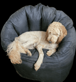 Mila is another of our goldendoodle girls. A gorgeous dark solid apricot with a soft flowy coat, Mila is a sweet, loving girl! She also likes a tiny bit of mischief! She loves playing with our other dogs and sacking out in her beanbag chair!